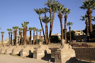 Luxor Temple Complex - Avenue of Sphinxes (1)