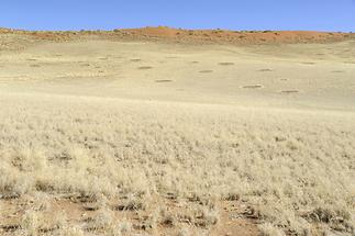Fairy Circles in the Namib Desert (1)