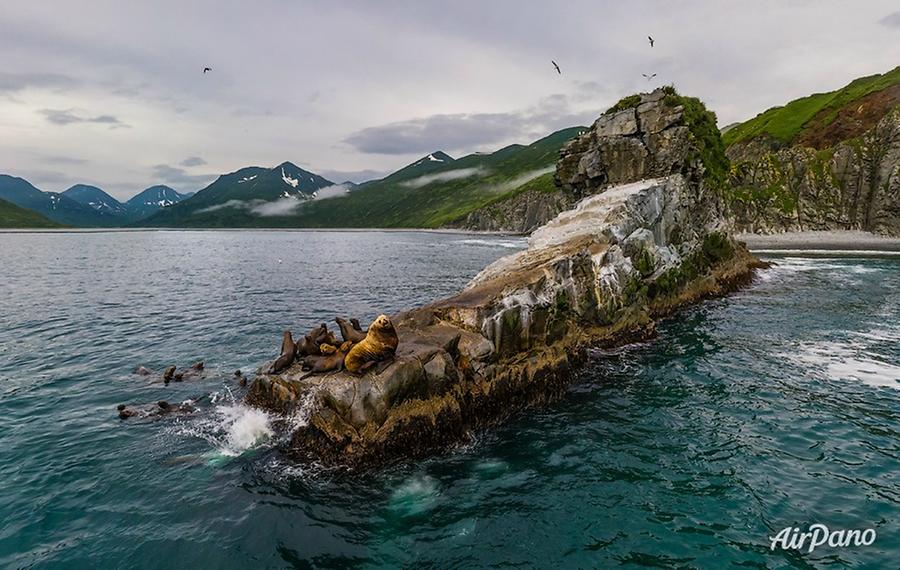 Kekurny Cape. Steller sea lions, © AirPano 