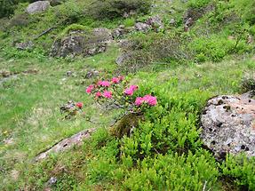 Alpine Rododenron