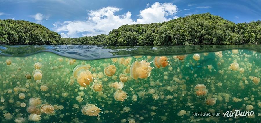 Jellyfish Lake, Palau, © AirPano 