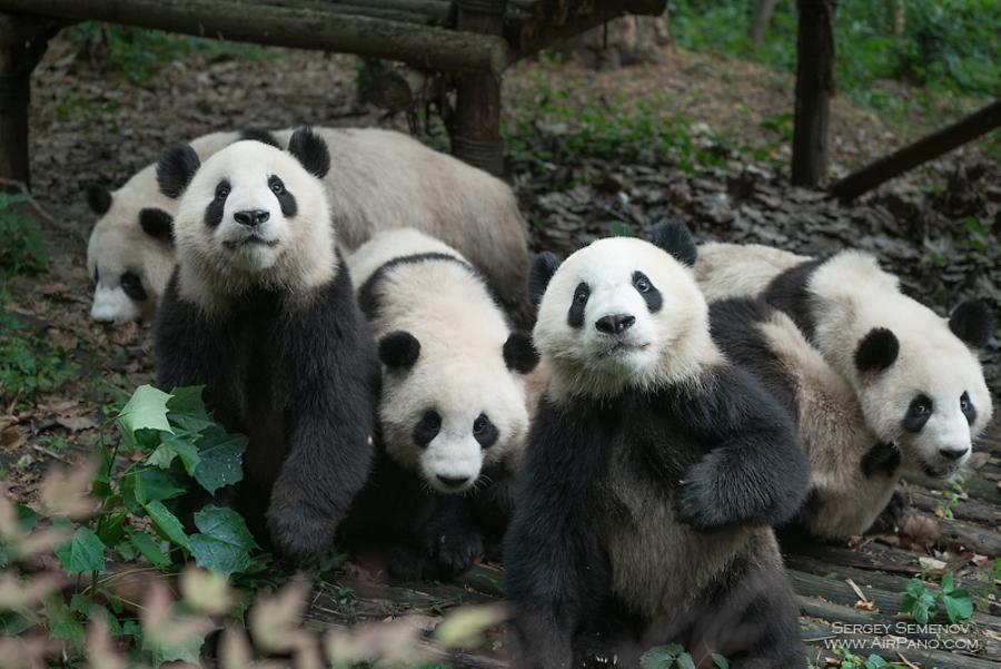 Chengdu Research Base of Giant Panda Breeding, China, © AirPano 