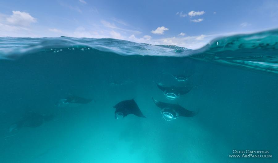 Manta rays. Maldives, © AirPano 