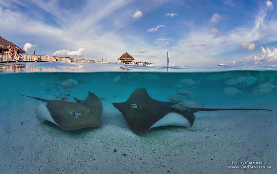 Underwater Maldives. Stingrays, © AirPano 