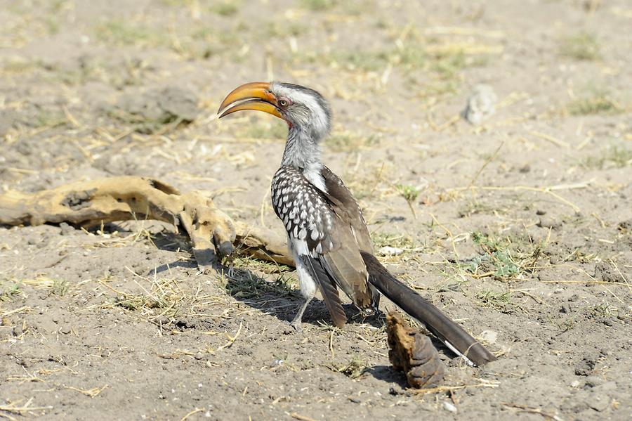 Yellow-Beaked Hornbill