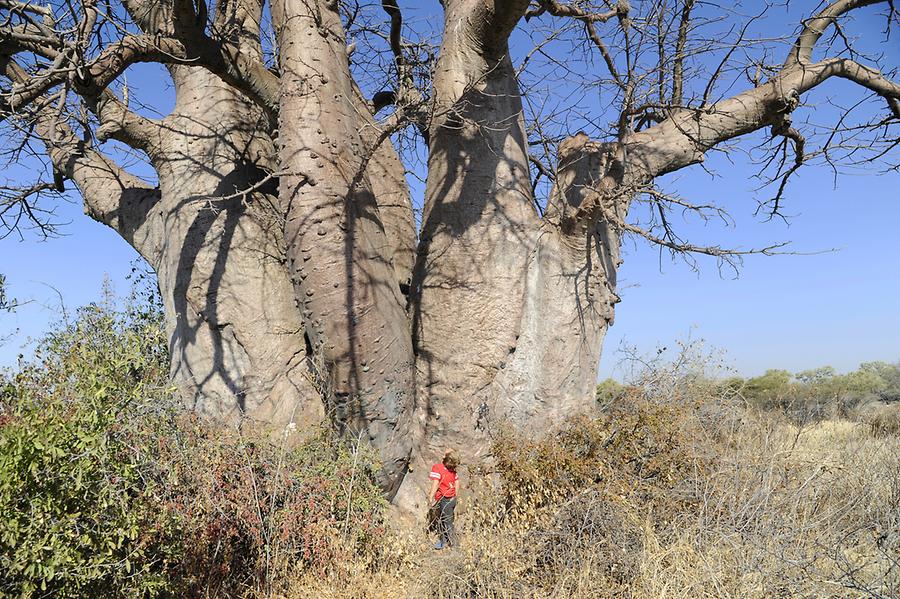 Chapmans Baobab