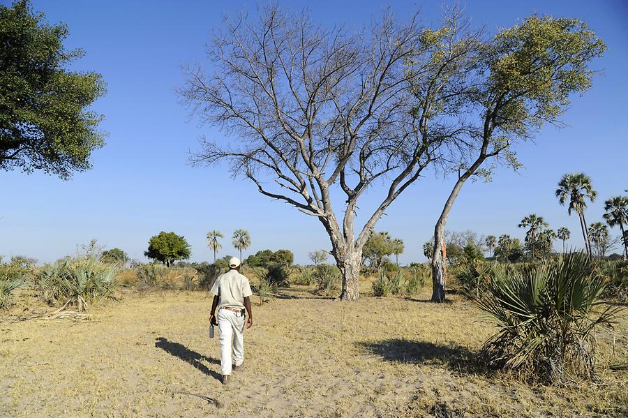 Still Hunt Okavango