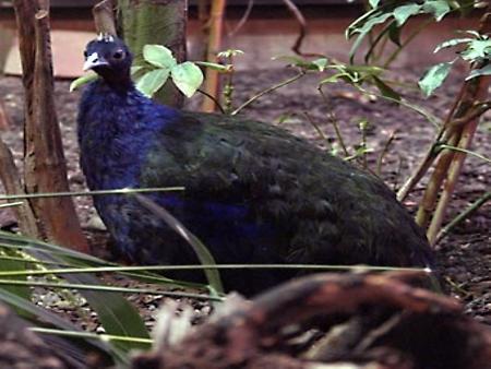 Congo peafowl, Foto: source: Wikicommons unter CC 