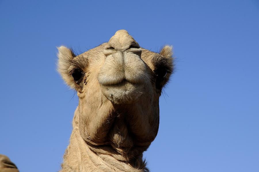 Birqash - Camel