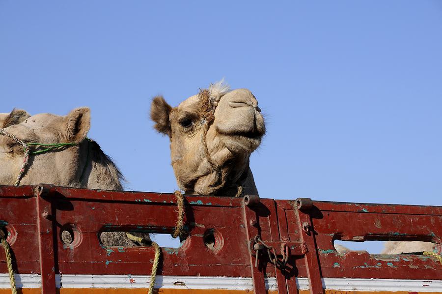 Birqash - Camel Market