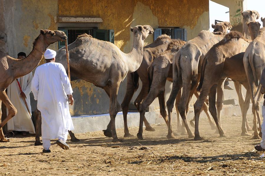Birqash - Camel Market