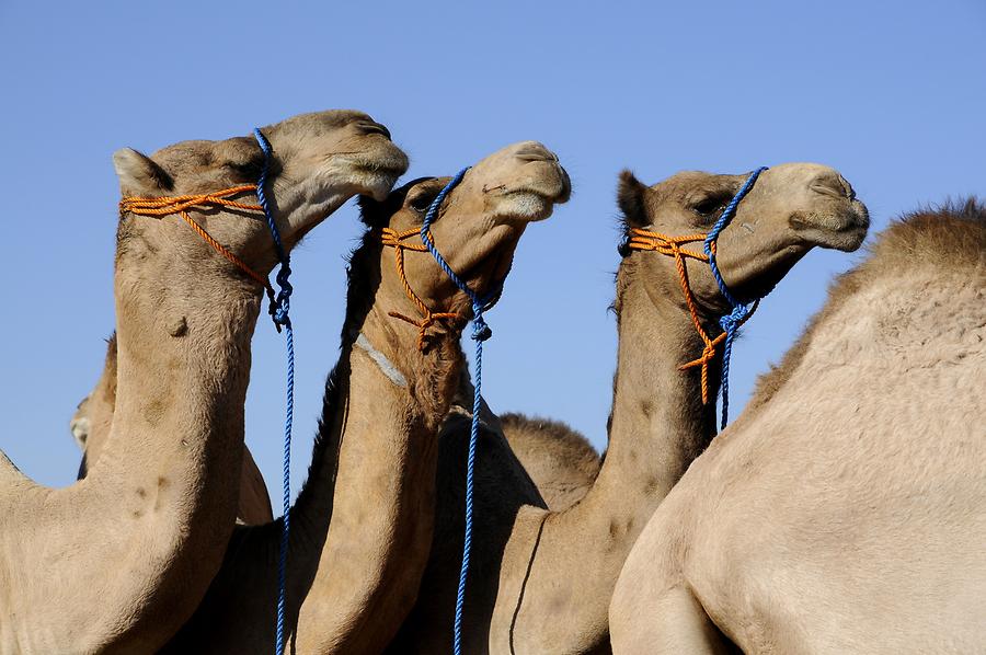Birqash - Camels