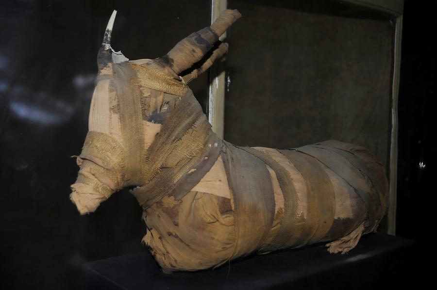 Elephantine - Ram Mummy