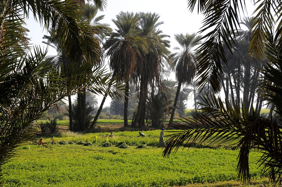 The Nile Valley near Kom Ombo