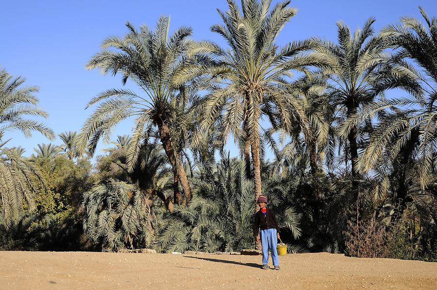 Palm Grove near El-Bawiti