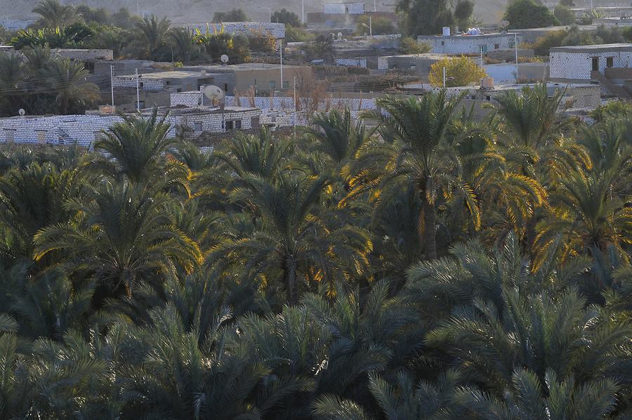 Palm Grove near El-Bawiti