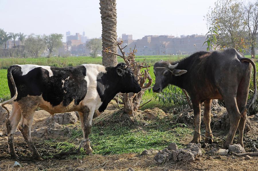 Cows, Faiyum Oasis