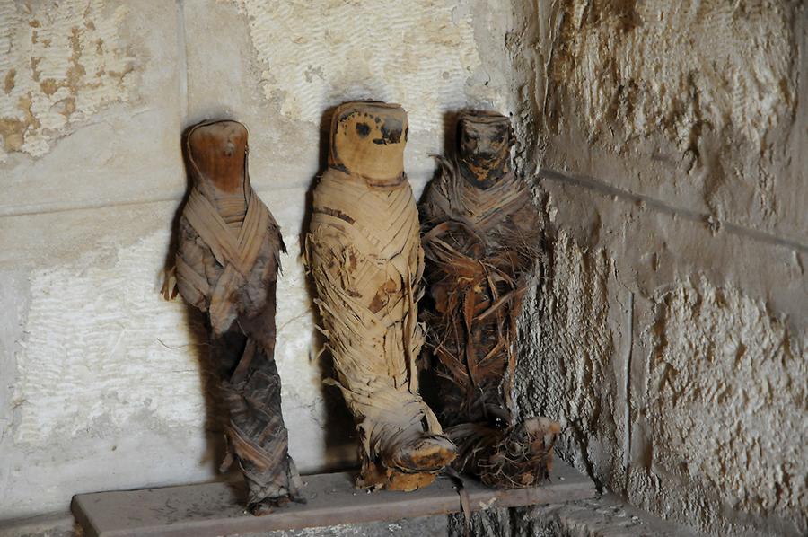 Mummified Ibises