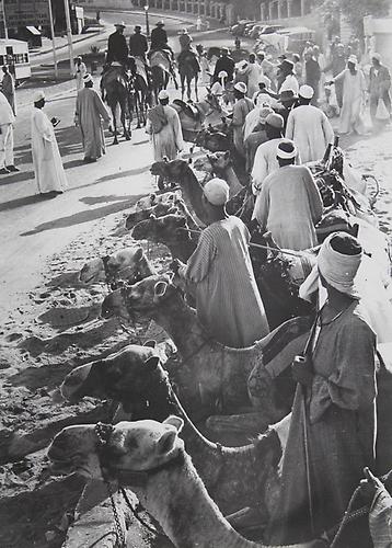 Kairo, Ägypten: 'Parkplatz' für Kamele im Vordergrund, dahinter Parkplatz für Autos. Um 1935. Photographie