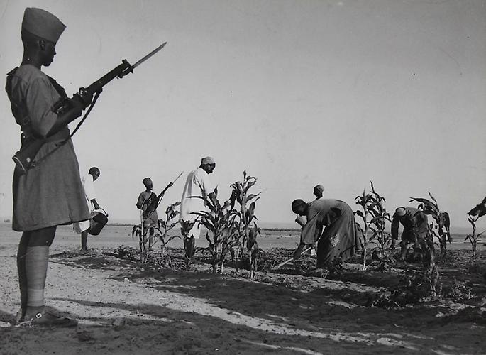 Ägypten: Ein Wüstenpolizist bewacht Gefangene beim Einsetzen von Pflanzen in der Wüste. Um 1935. Photographie