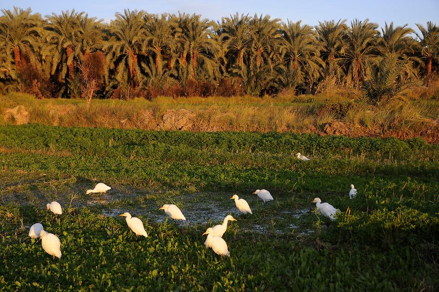 Kharga - Oasis; Cattle Egrets