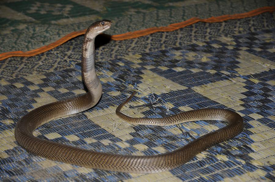 Luxor - Snake Charmer