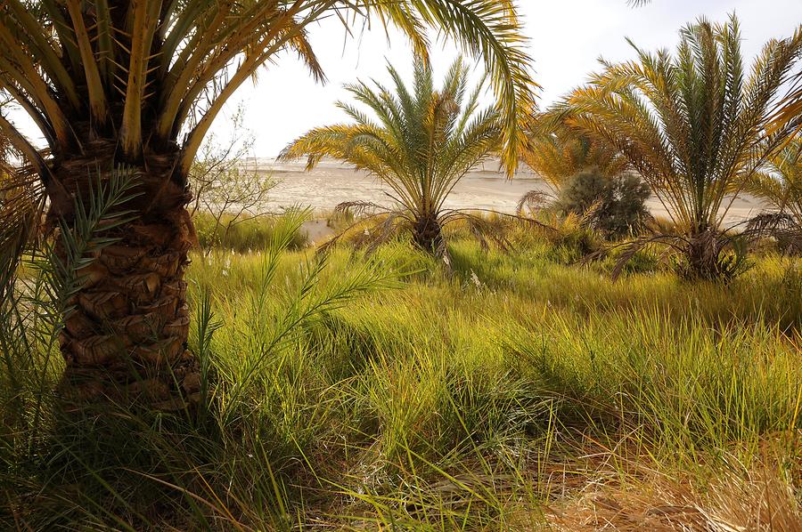 Libyan Desert - Oasis