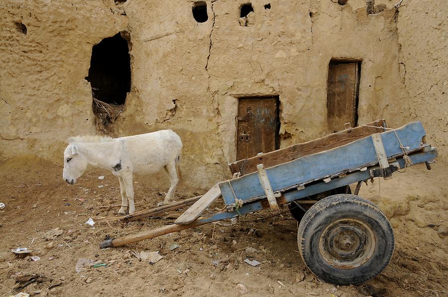 Siwa Oasis - Ruins of Shali; Donkey Cart