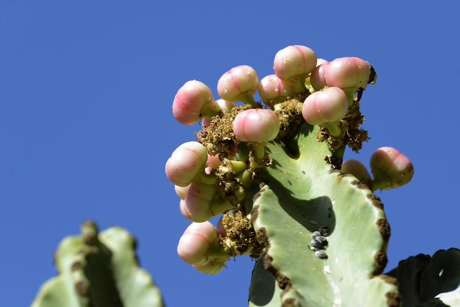 Gobedra - Cactus