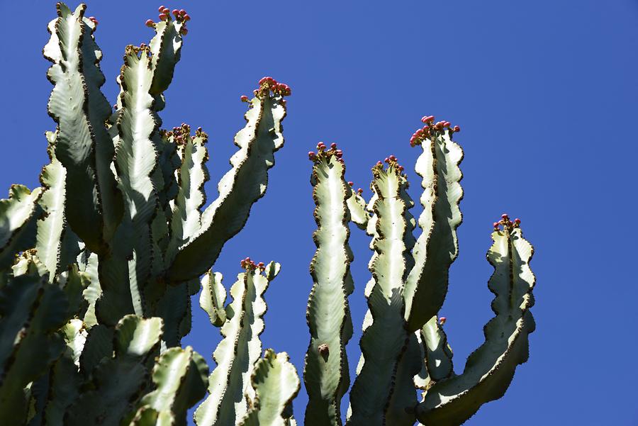 Gobedra - Cactuses