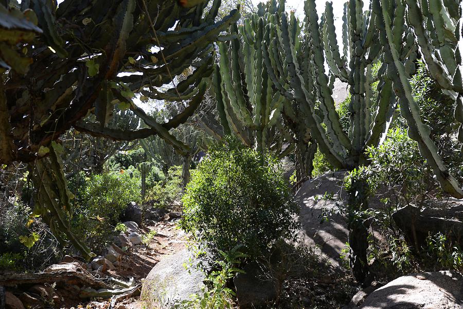 Gobedra - Cactuses