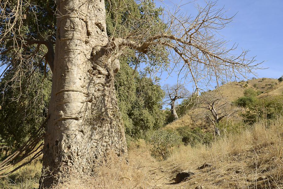 Simien Mountains - Baobab