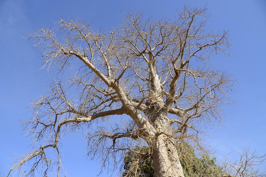 Simien Mountains - Baobab