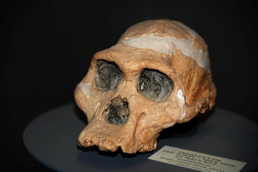 Australopithecus - Skull