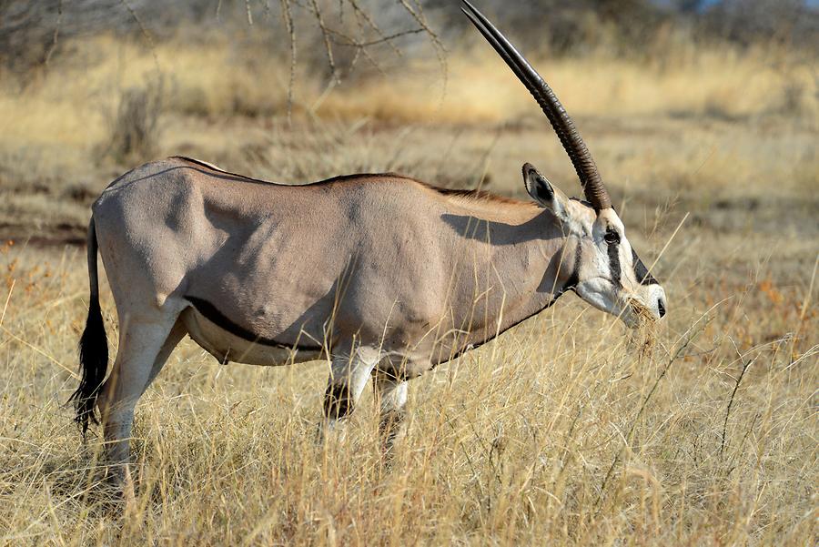 Awash National Park - Oryx