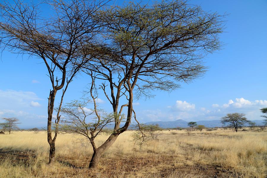 Awash National Park