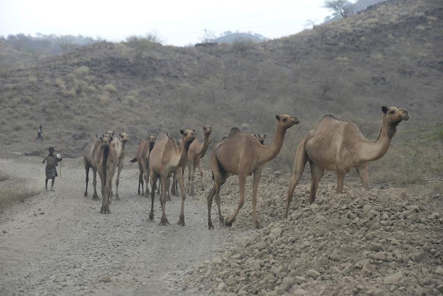 Danakil Depression - Camels