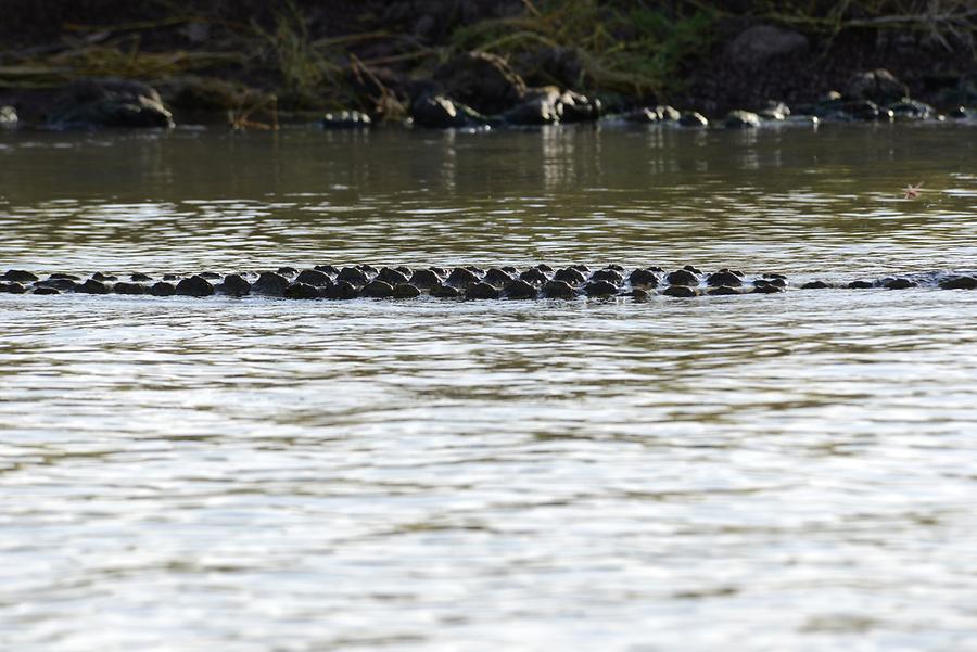 Lake Chamo - Crocodile