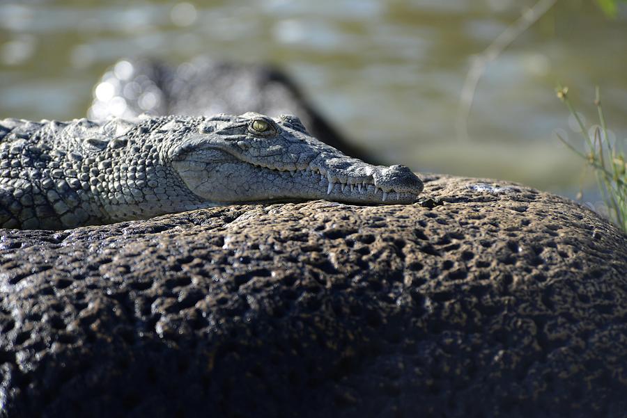 Lake Chamo - Crocodile