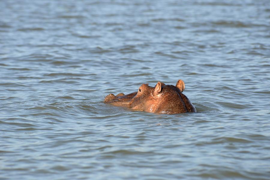 Lake Chamo - Hippo