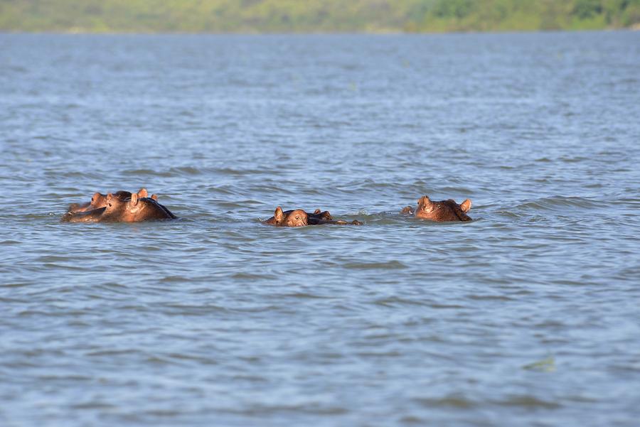 Lake Chamo - Hippo