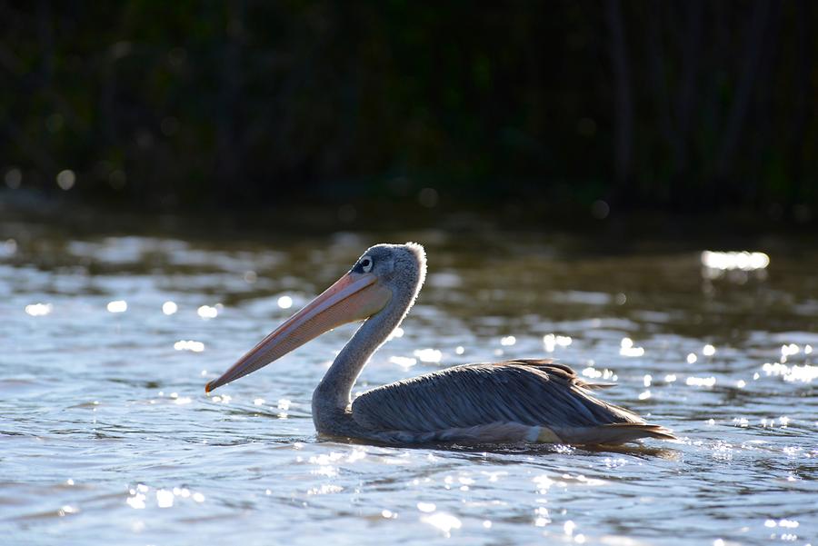 Lake Chamo - Pelican