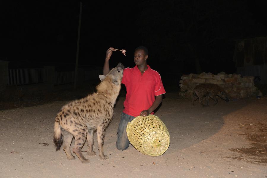 Feeding Meat to Hyenas