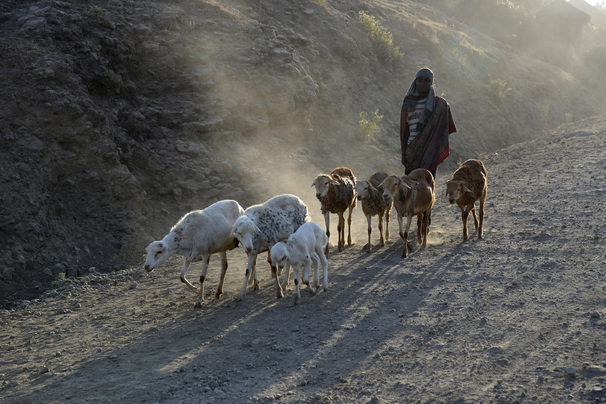 goatherd-lalibela-pictures-ethiopia-in-global-geography