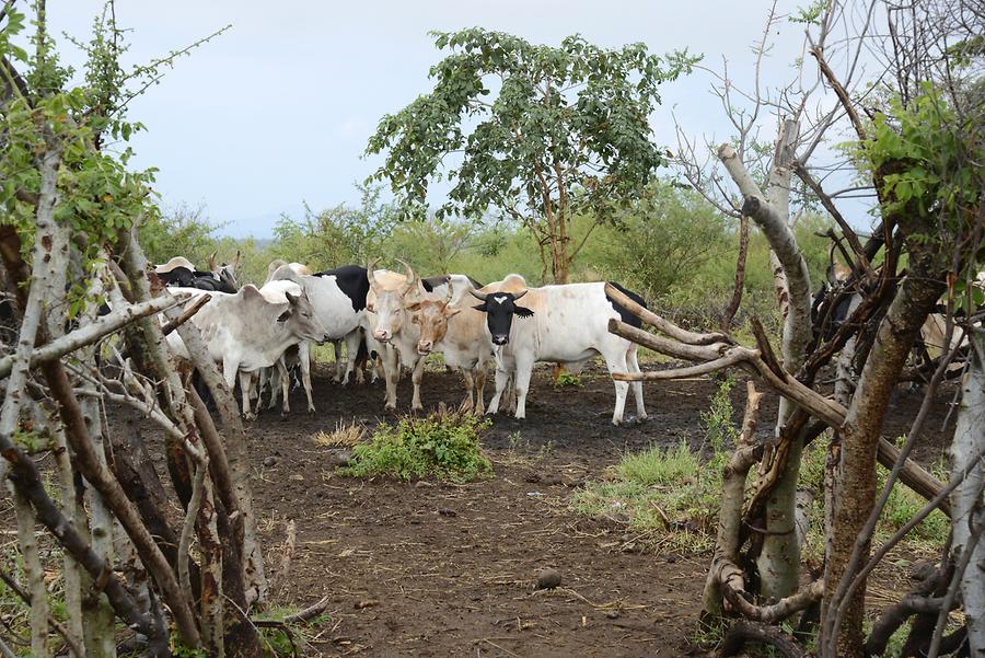 Mursi Village - Cattle