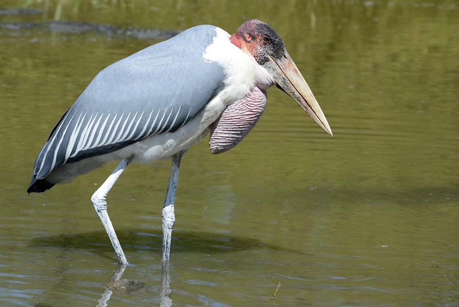 Lake Ziway - Marabou