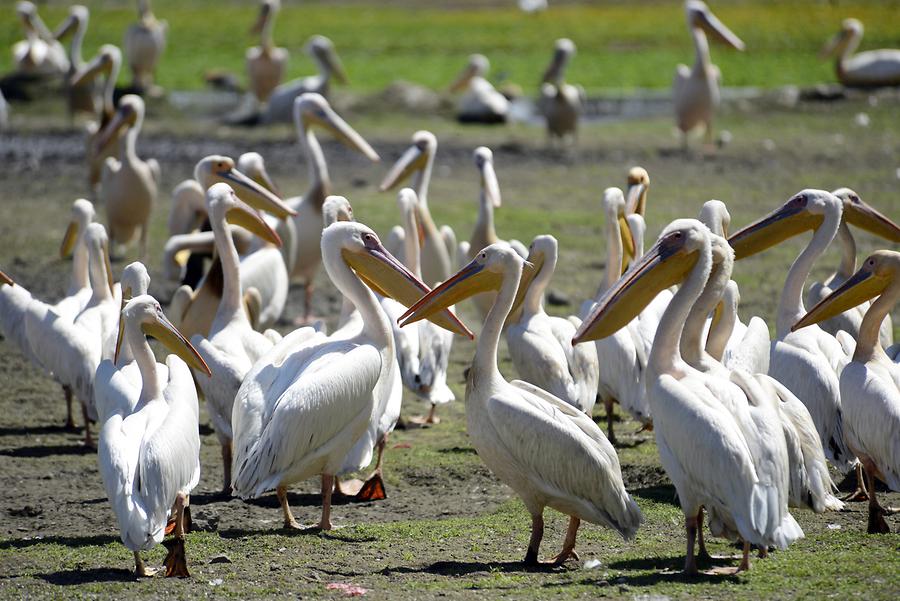 Lake Ziway - Pelicans