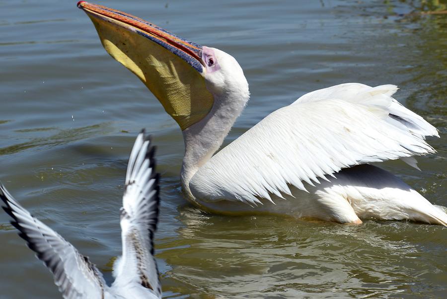 Lake Ziway - Pelicans