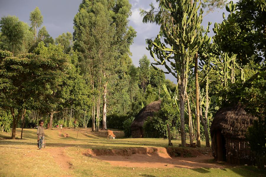 Sidama Village near Yirgalem