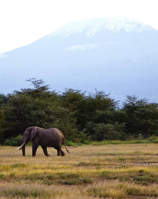 Elephant, Mt. Kilimanjaro